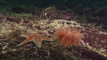 Hunting sea star. Seastar tries to hunt anemone. Anemone moves away. Sequence