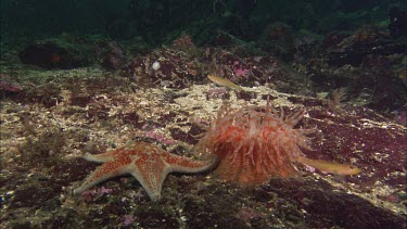 Hunting sea star. Seastar tries to hunt anemone. Anemone moves away. Sequence