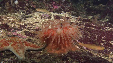 Hunting sea star. Seastar tries to hunt anemone. Anemone moves away. Sequence