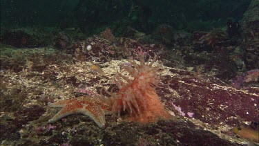 Hunting sea star. Seastar tries to hunt anemone. Anemone moves away. Sequence