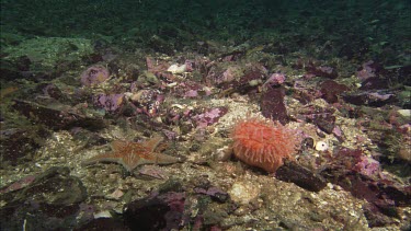 Hunting sea star. Seastar tries to hunt anemone. Anemone moves away. Sequence