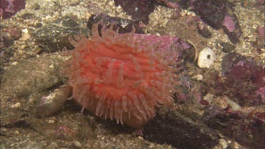 Hunting sea star. Seastar tries to hunt anemone. Anemone moves away. Sequence