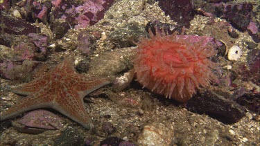 Hunting sea star. Seastar tries to hunt anemone. Anemone moves away. Sequence