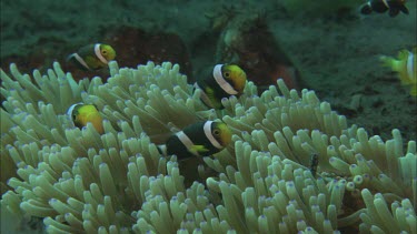 Anemone. Anemonefish of different colours, orange, yellow, black and white stripes.  taking shelter in the anemone. Fanning fins.