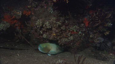 Parrot Fish