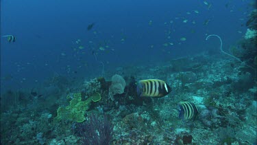 Six-Banded Angel Fish with Coral and Fish