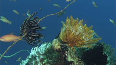 Feather Star with Coral and Fish