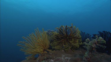 Coral and Fish