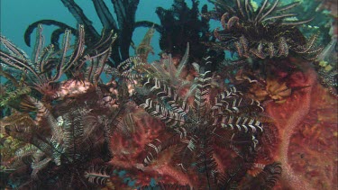 Feather Star with Coral and Fish