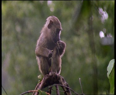 CM0044-GM-0025348 Baby Olive Baboon perched eating. Adult looks up protectively.