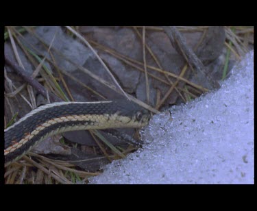 CM0044-GM-0026438 Red sided Garter Snake 'drinking' snow after hibernation.