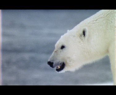 Polar Bear walking over snow at the edge of a fjord.