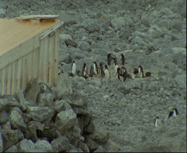 Adelie penguins on rocks near to where men are assembling a new prefabricated hut.  Australian Antarctic.  Cape Denison Commonwelath Bay on rocky promontory.