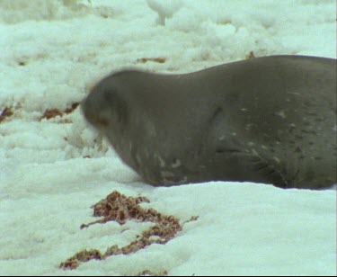 Weddell Seal slithers up icy beach.