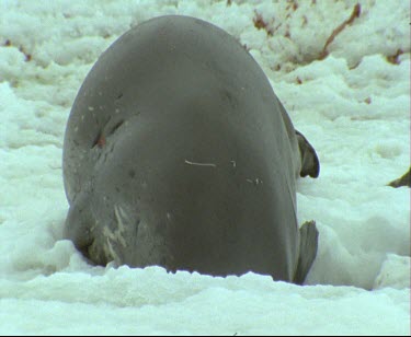 Wounded Wedell seal wriggles and snuggles into depression in the snow.