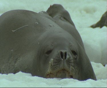 Weddell seal resting, dozing on ice.