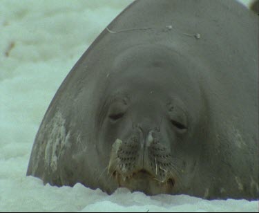 Weddell Seal slithers up icy beach.