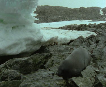 Weddell seal entering water