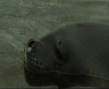 Weddell seal in shallow water