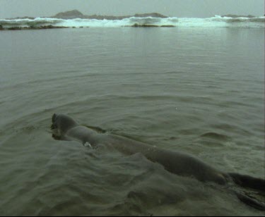 Weddell seal swims away