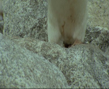 Close Up Adelie Penguin waddles hops over rocks