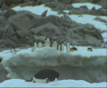 One penguin lying on ice, shift focus to group of penguins in background