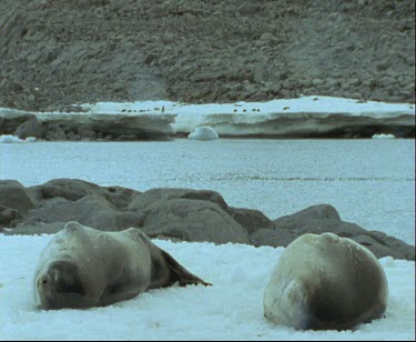 Weddell seals, two, sleeping on ice