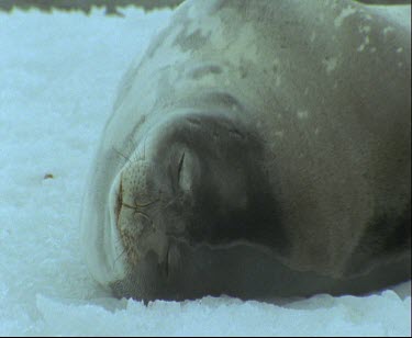 Weddell seals, two, sleeping on ice pan from one to another