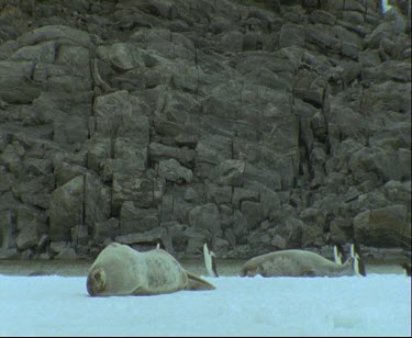 Weddell seals, two, sleeping on ice in background large group of Adelie penguins waddle past quickly
