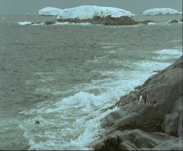 Topshot Adelie penguins swimming in rough waters. High surf, waves crashing penguin comes out onto rocks.