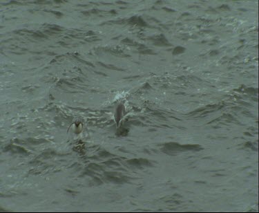 Flying penguins. Penguins porpoising over water