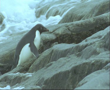 Penguin waddles over and hops over rocks, leaving surf and hops onto rocks