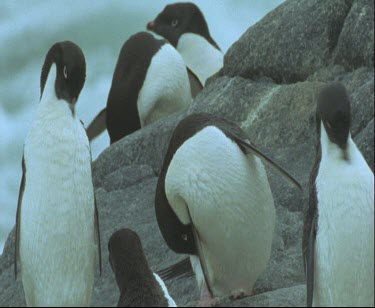 Penguins preening and drying feathers, small group