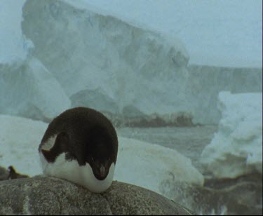 Adelie penguin with ice in background. Resting, sunning itself.