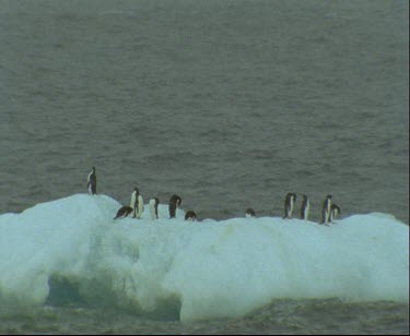 Adelie penguins floating on ice floe. Floating ice. It is snowing.