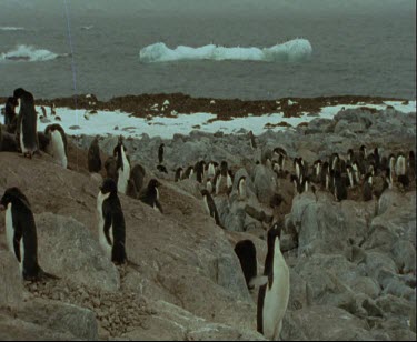 Adelie penguin rookery. Icefloe in background with penguins floating on it