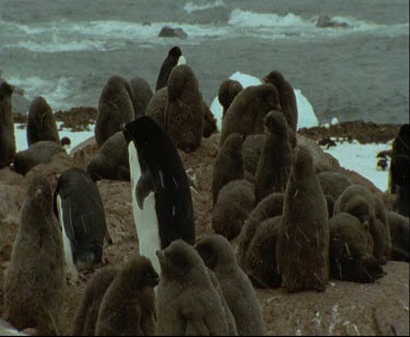 Adelie penguin chicks in soft downy feathers keeping warm in snow.