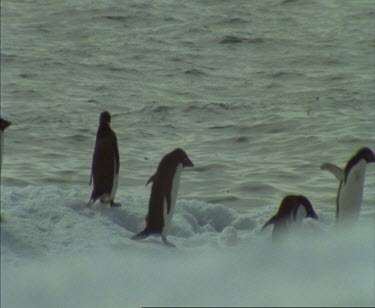 Adelie Penguins waddling down ice along coast.