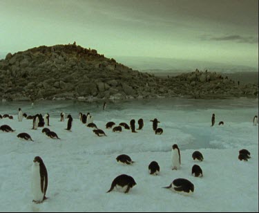 Adelie penguins large group on icy beach. Rocky shores in background. Stormy sky