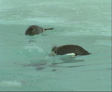 Adelie penguins, three, playing and swimming in lake. Clear water with bits of floating ice.