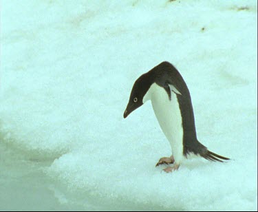 Adelie penguin, one,  on edge of ice looking at water.