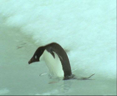 Adelie penguin, one,  on edge of ice looking at water. Hops into water and swims