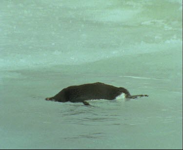 Adelie penguin swimming, playing near ice then being chased off by another Adelie penguin