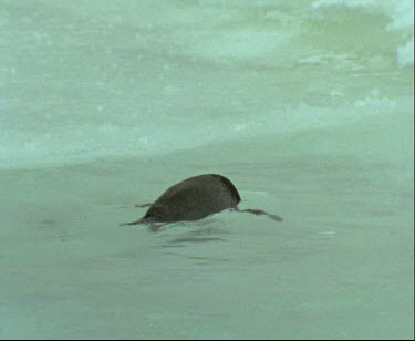 Adelie penguin swimming, playing near, looking into the water