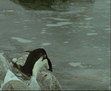 Adelie penguin jumping into semi broken ice, pushes into the ice and breaks through and swims away