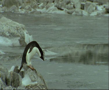Two Adelie penguin standing on the edge of the semi broken ice looking around, one jumps into the ice, breaks through and swims away