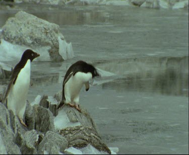 Two Adelie penguin standing on the edge of the semi broken ice looking around