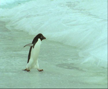 Adelie penguin waddling over thin blue ice and hopping onto thick ice.