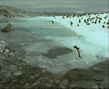 Adelie penguin waddling over thin blue ice using outstretched wings for balance
