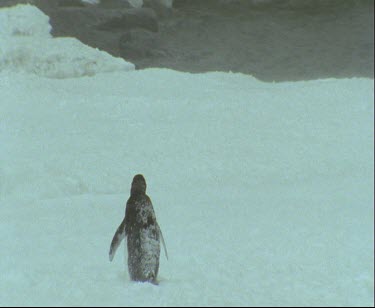 Adelie penguin alone in the snow. Stormy. Wind blowing hard, blowing ice and snow. Waddles across ice